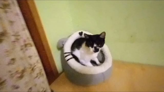 СПАСЁННЫЕ КОШКИ С ФРОНТА