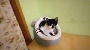 СПАСЁННЫЕ КОШКИ С ФРОНТА