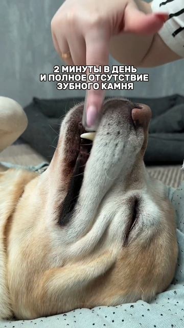 Я чищу зубки Амура 3/4 раза в неделю специальной 👉 Зубной  пастой #WW289331
 Паста помогает убрать н