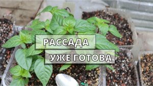 Скорость роста рассады - наглядно.
