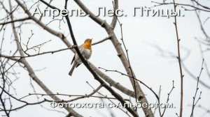 Фотоохота с Альбертом. Апрель. Лес, Птицы.