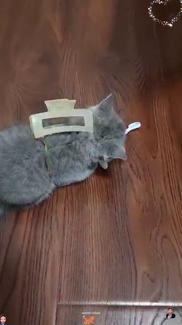 Реакция кошек на...