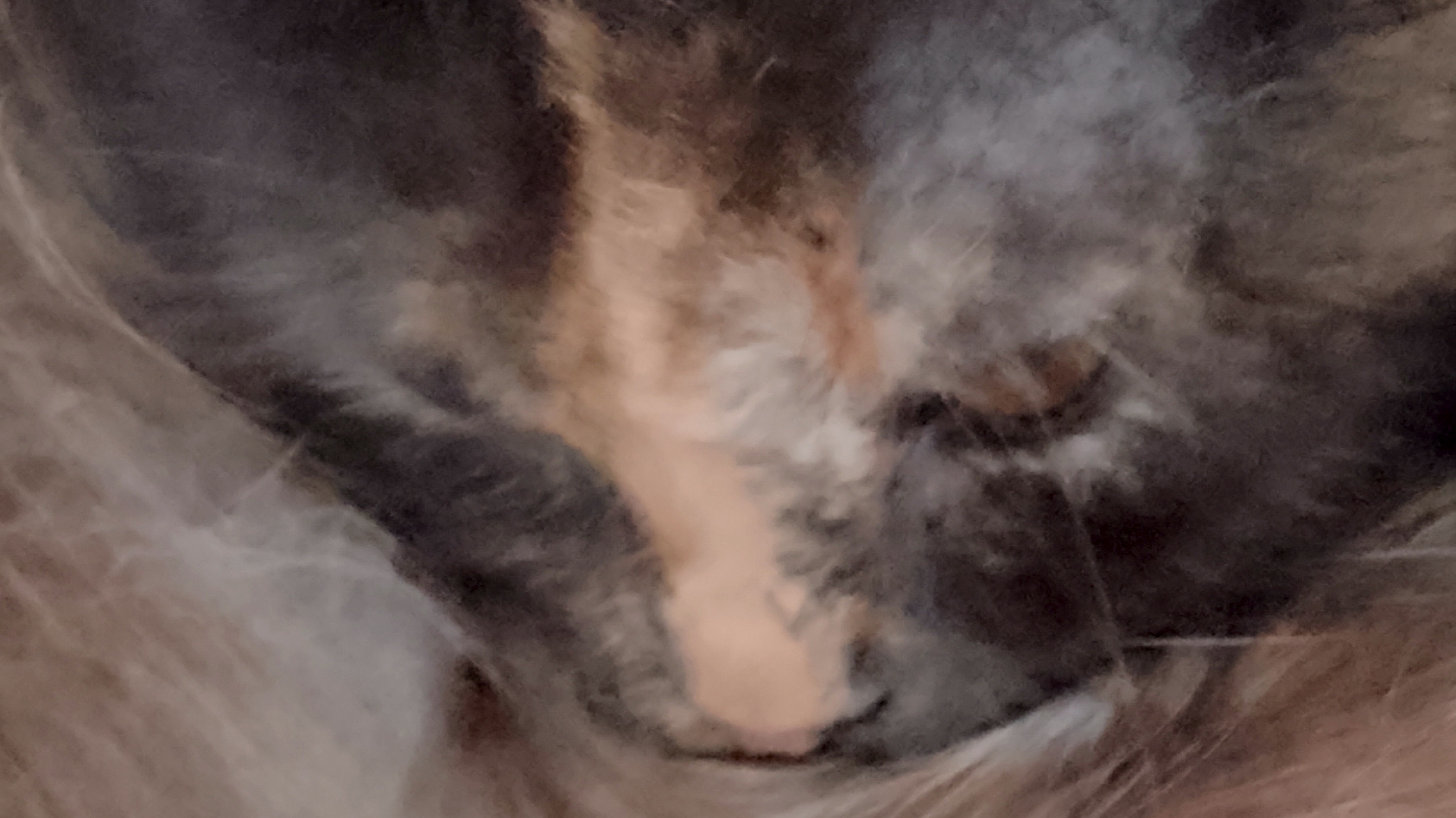 буся (серый)