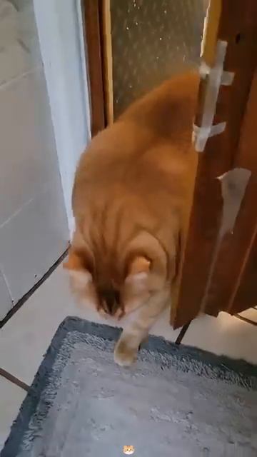 Толстые коты (видимо от бабушек приехали)))