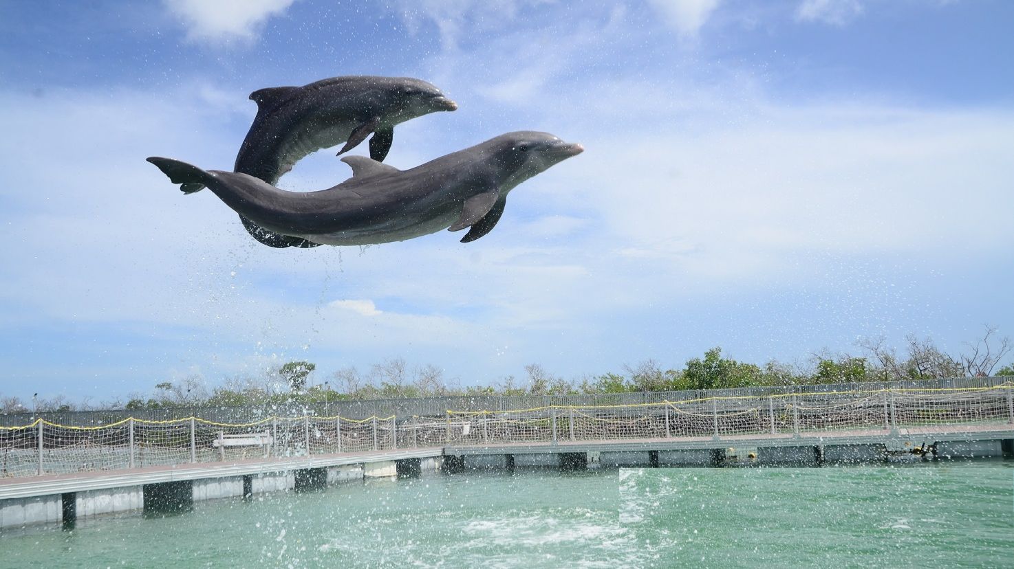 Дельфины отдыхают после шоу