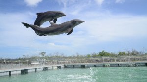 Дельфины отдыхают после шоу