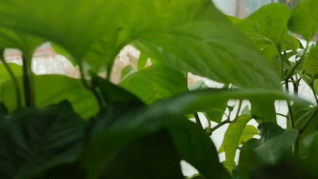 О том что радует, а что разочаровало. 
Новые посадки на рассаду.