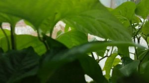 О том что радует, а что разочаровало. 
Новые посадки на рассаду.