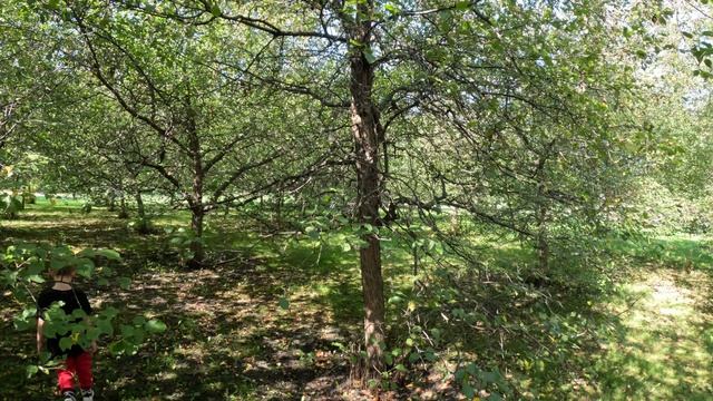Москва. Прогулка по заповеднику в Коломенском.