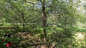 Москва. Прогулка по заповеднику в Коломенском.