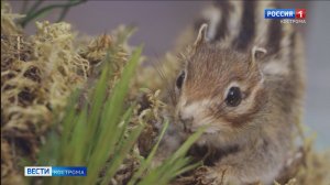 Кража шоколадки бурундуками из палатки костромичей стала поводом для музейной экспозиции