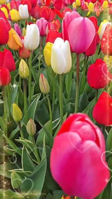 VID_20260425_175857_990.mp4