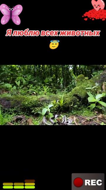 Я люблю всех животных😇