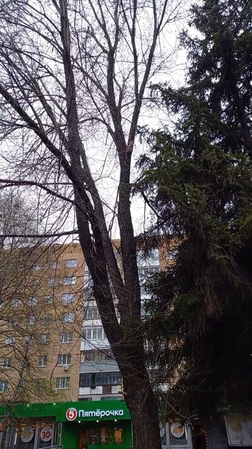 Утренний беличий движ. 08:00