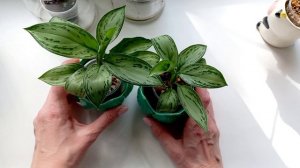 394. Мои Аглаонемы.