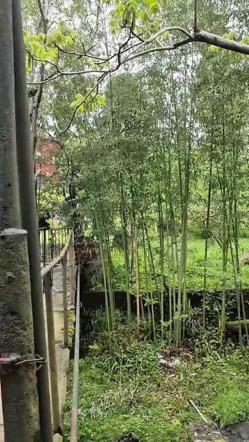 После дождя 24.04 природа, реки, источники в предгорье Батуми 8й цив. Грузия. Мир Универсологии