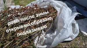 Розы после зимы. Открываю, обрезаю подвязываю.