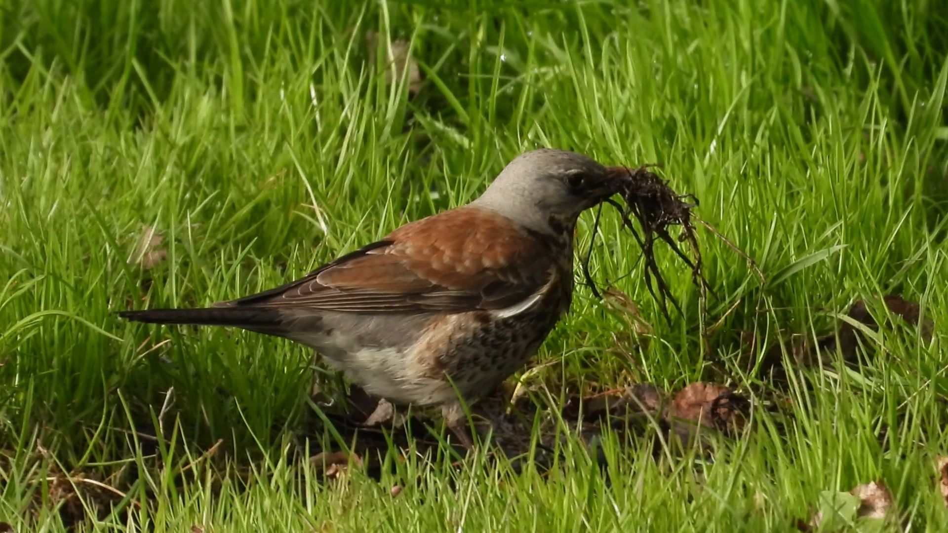 птица Дрозд Рябинник собирает материал для строительства гнезда, Великий Новгород, 25 апреля 2026