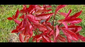 Мой сад 25.04.2026