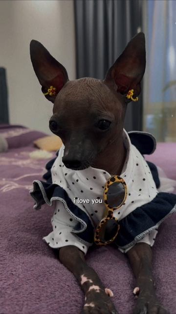 #мия #собака #москва #весна #дружба #мир