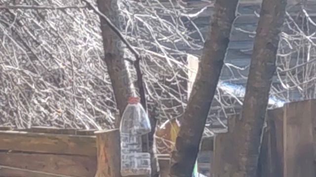 Пешком по ... небу. Воробьи.