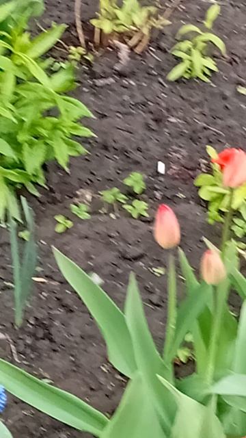 Расцветают тюльпаны на клумбе, Петербург. 25 апреля 2026.