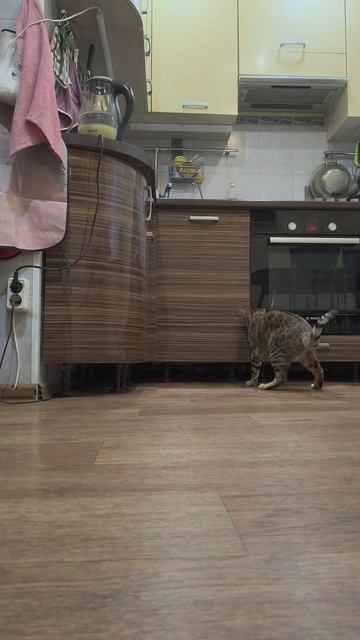 наш мусорщик бенгал