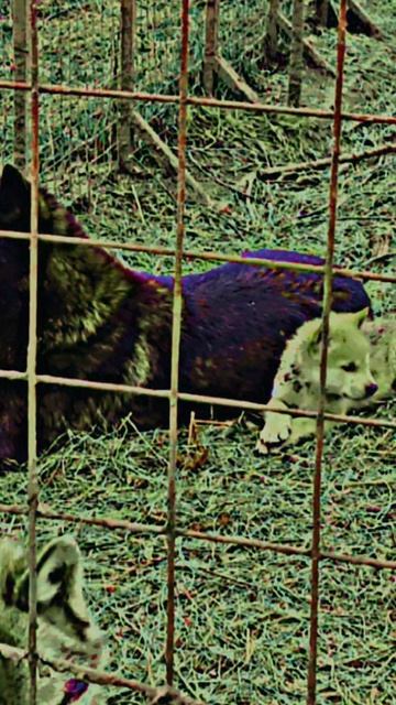 бабака эдит