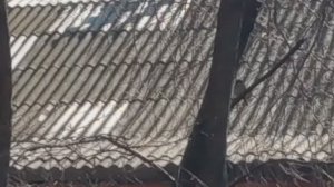 Пешком по ... небу. Воробьи.