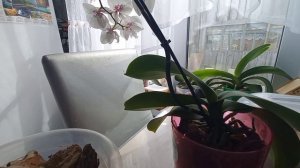 цветы радуются весне и радуют меня😍