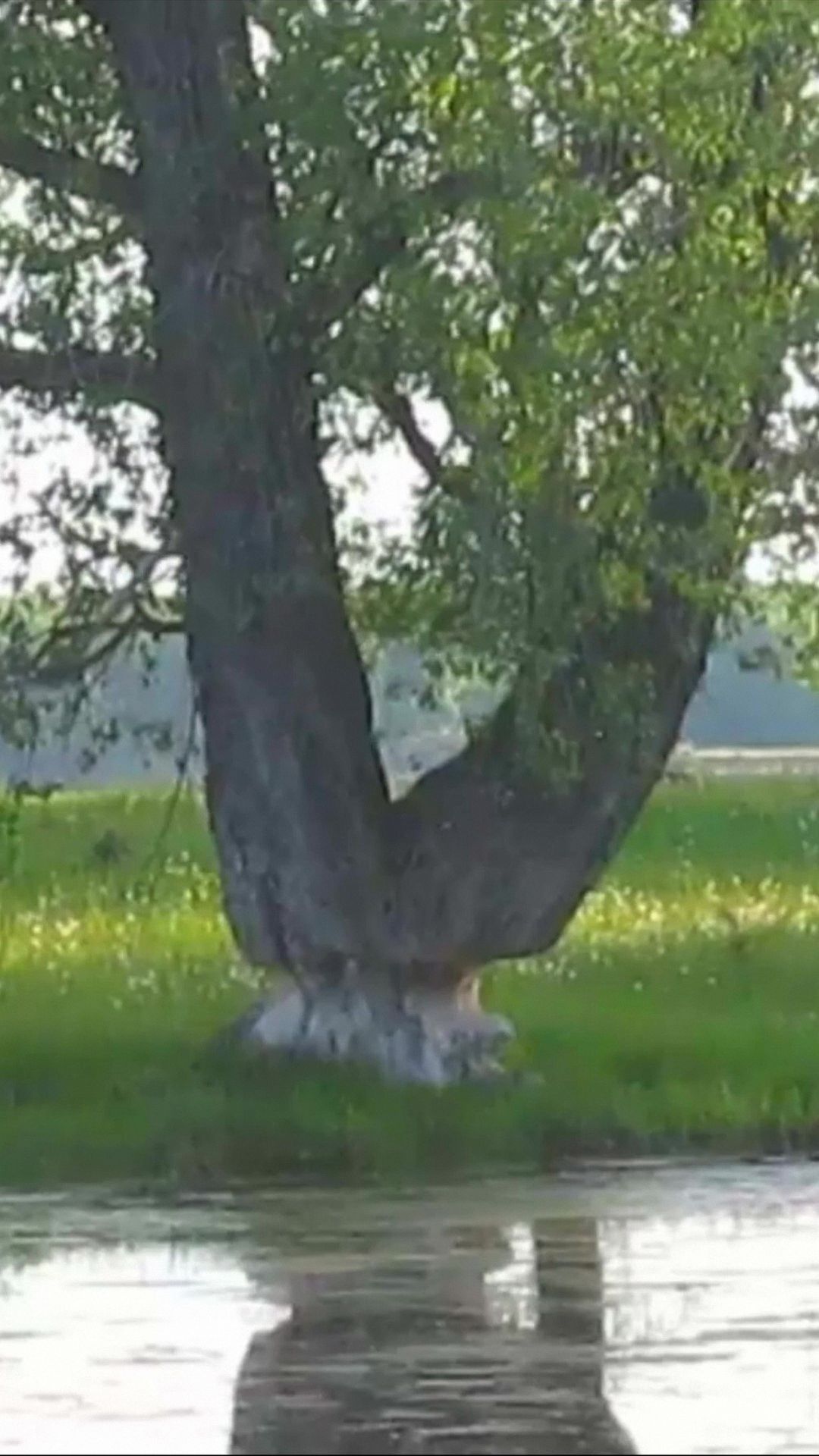 Недоделанная работа бобра