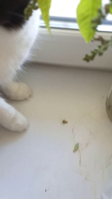 Кошки гоняют клопа ВОНЮЧКУ ПРИКОЛ