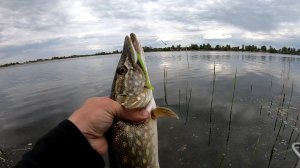В этом озере Море Щуки. Спиннинг с берега Лучше чем с Лодки!. Ходовая рыбалка весной.