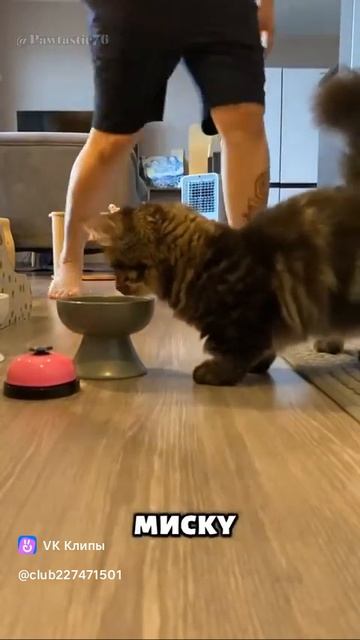 Munchkin 😽 (Манчкин)