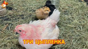 Три цыпленка и три разных характера (3)