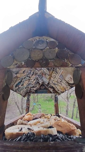 1000016285.mp4Кормущка.25.04.2026г.