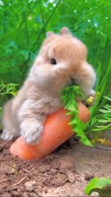 милейший кролик