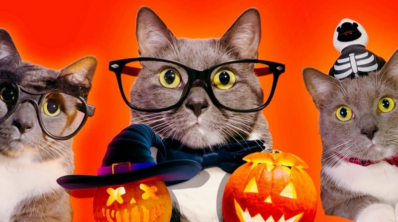 Kotiynet — 3 сезон, 30 серия. | 12+