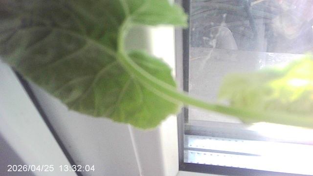 Обзор рассады кабачков сорта 