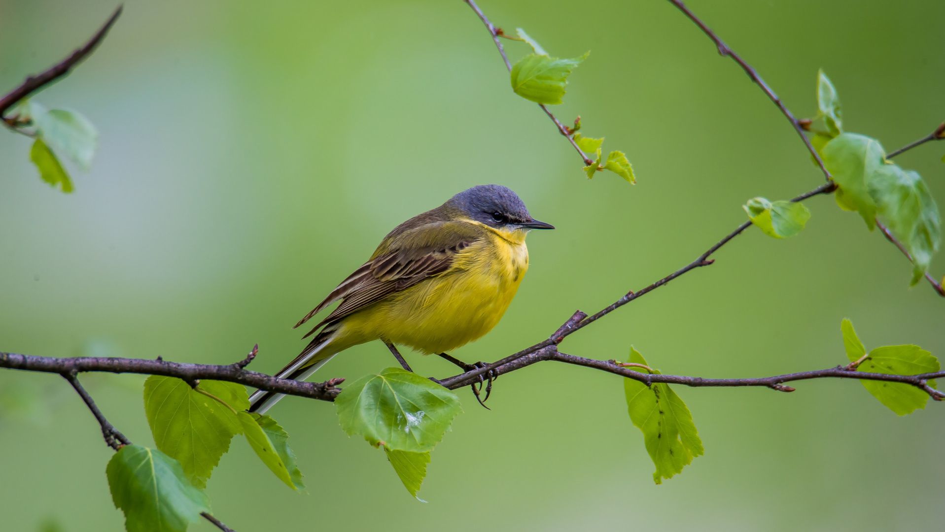 Горизонт ТВ  Luxe All