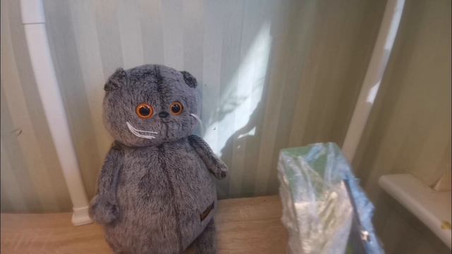 Распаковка коробки кошки