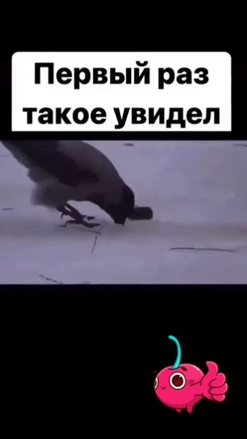 video_2026-03-05_13-25-35