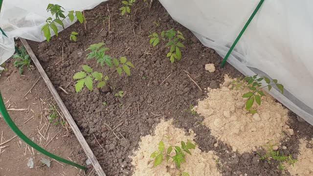 Одна таблетка и высаженная рассада вас удивит. Эффективная органическая обработка. Супер!!