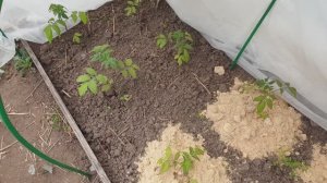 Одна таблетка и высаженная рассада вас удивит. Эффективная органическая обработка. Супер!!