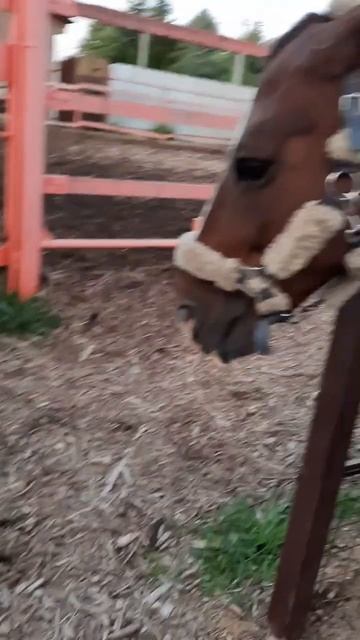 Лошадь Фисташка злится. Как понять, что лошадь злится