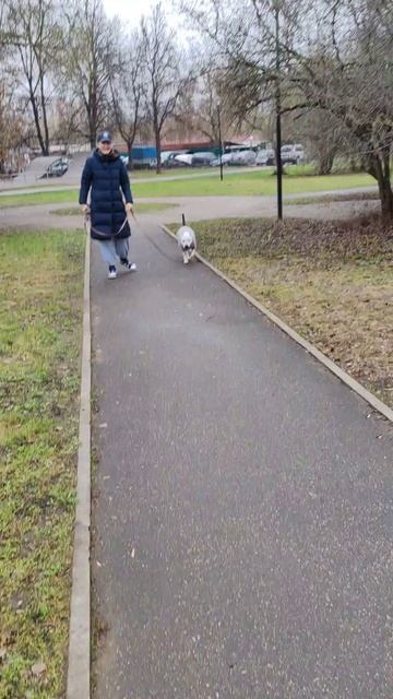 Фиалка и Карлсон (привет из дома)