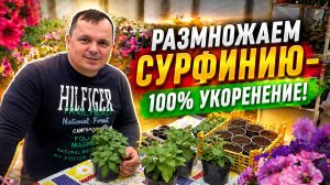 Размножение сурфинии без лишних хлопот.