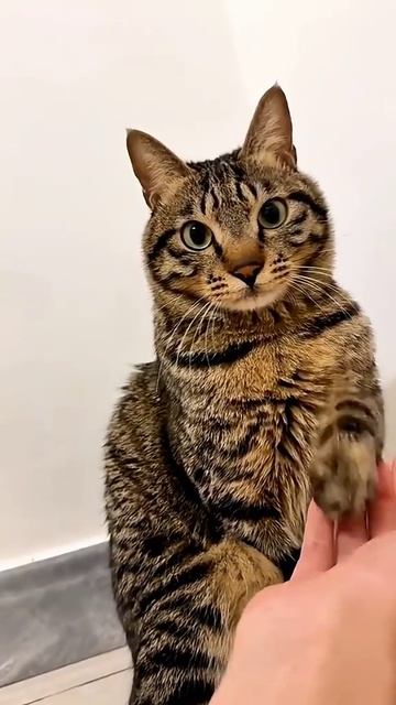 СМЕШНЫЕ КОТЫ 😺 2026 ЛУЧШИЕ ПРИКОЛЫ С КОТАМИ ,КОШКАМИ ,ЖИВОТНЫЕ,СМЕШНЫЕ ВИДЕО