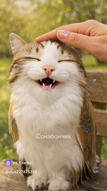 Clip-227475326_456239789video_bca1a39fOKTz5Sd9elsY-JaxzVOIVsuPjbyZ8vPME5N4ous2nDxY36iyZxUjCUmixYeSZ