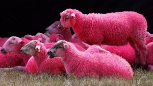 Бараны, ваши матери краснеют за вас!